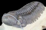 Large, Reedops Trilobite - Atchana, Morocco #74879-3